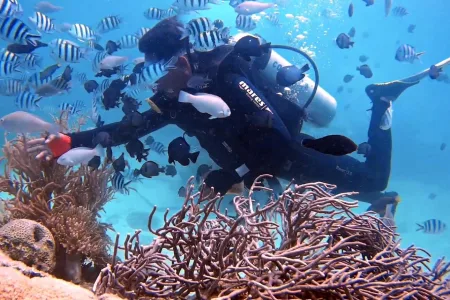 Nha Trang Coral Reef Snorkeling Tour